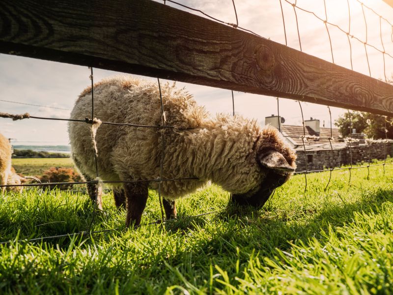 Agricultural Fencing