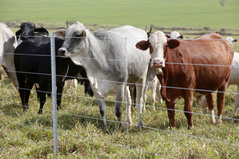 Wire Fencing for Livestock