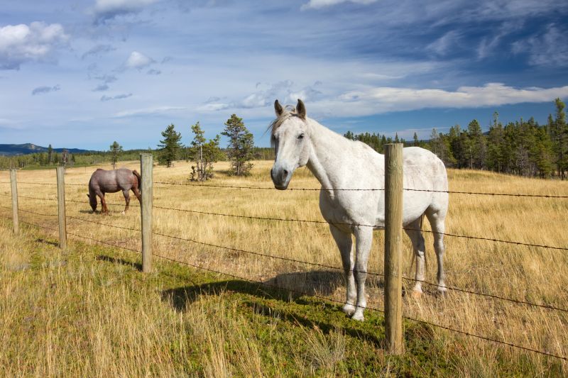 Local Agricultural Fencing pros at work